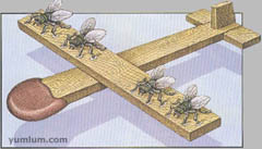 fly7