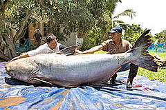Giantcatfish