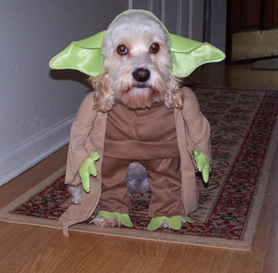 Yoda Dog-1