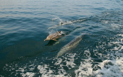 Dolphinbaby