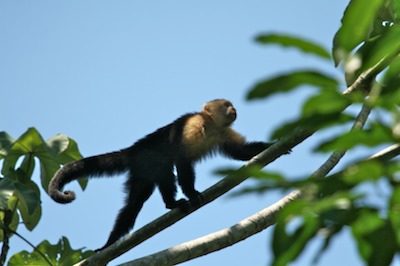 Capuchinmonkey